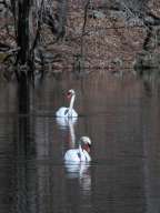 Mute Swans