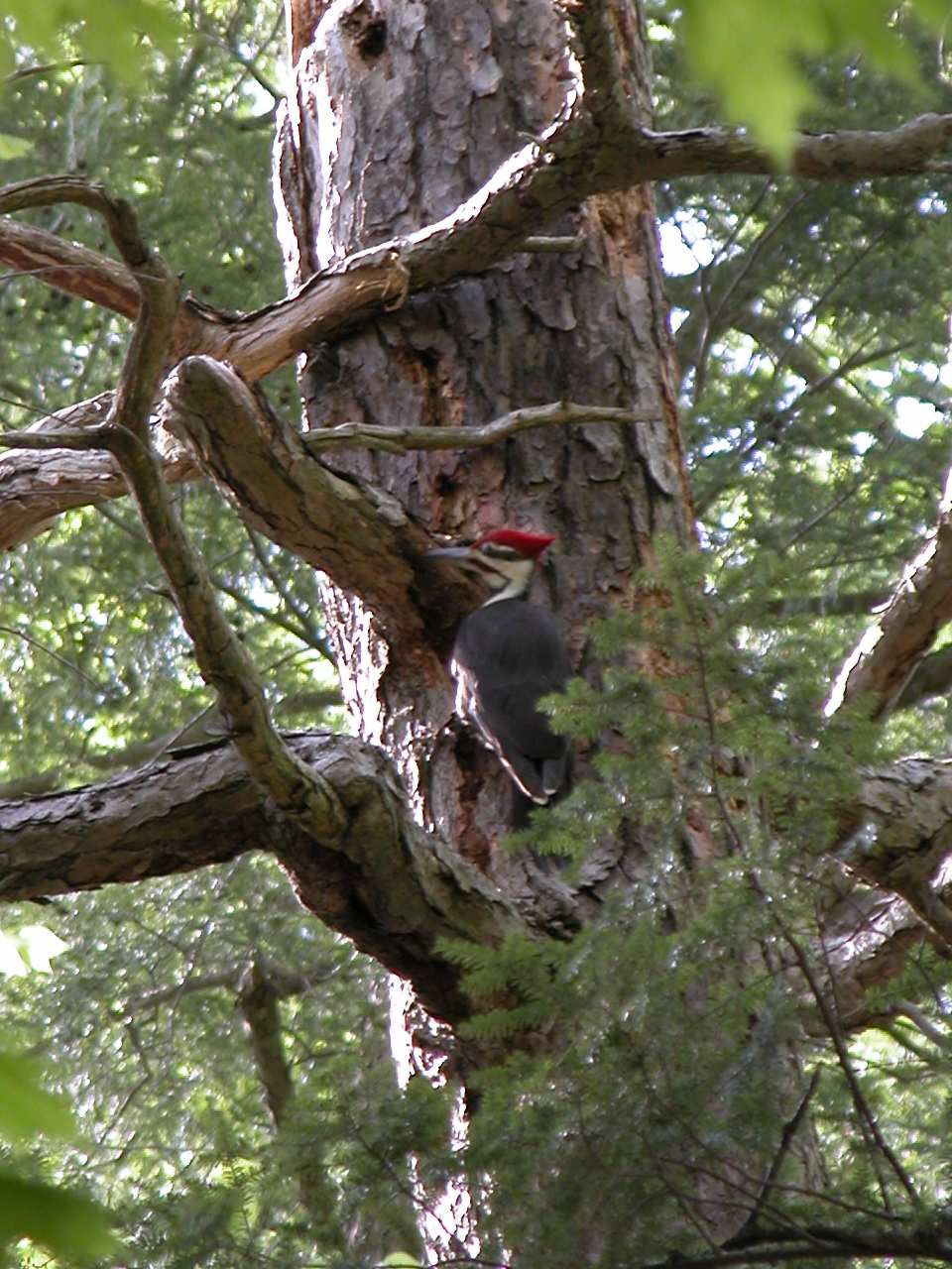 Pileated woodpecker