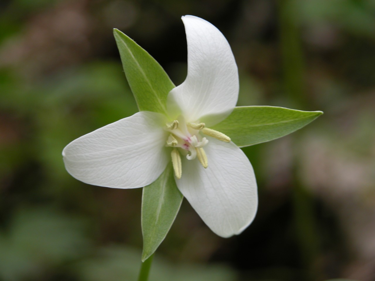 Drooping trillium