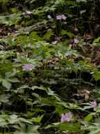 Wild geraniums