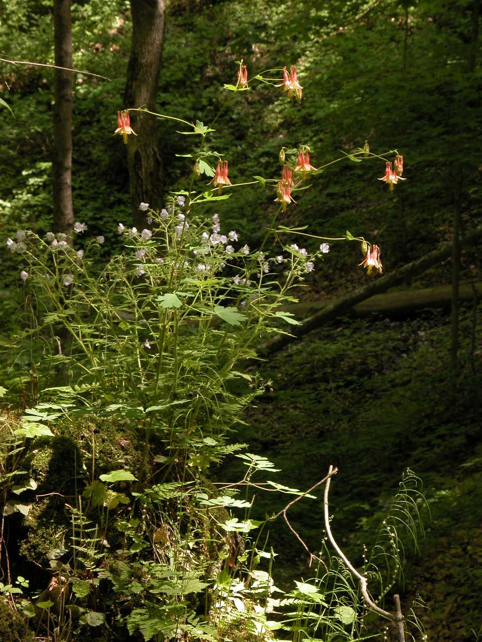 Wild Columbine and Loose-Flowered Phacelia