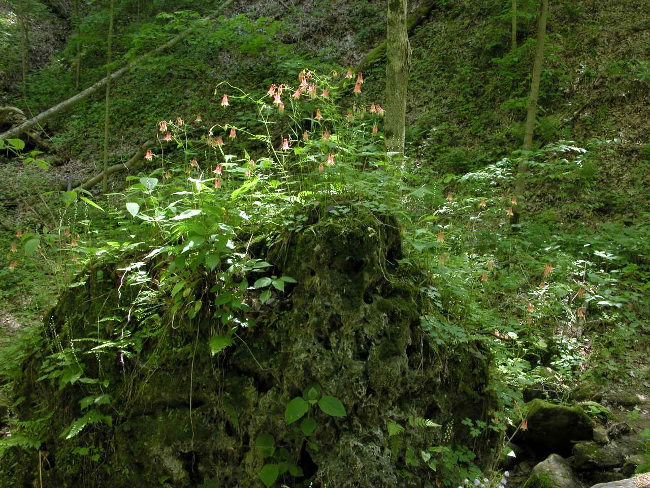 Wild Columbine