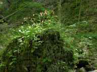 Wild Columbine