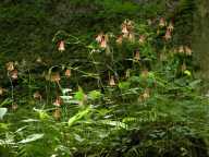 Wild Columbine