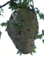 Hornet's Nest