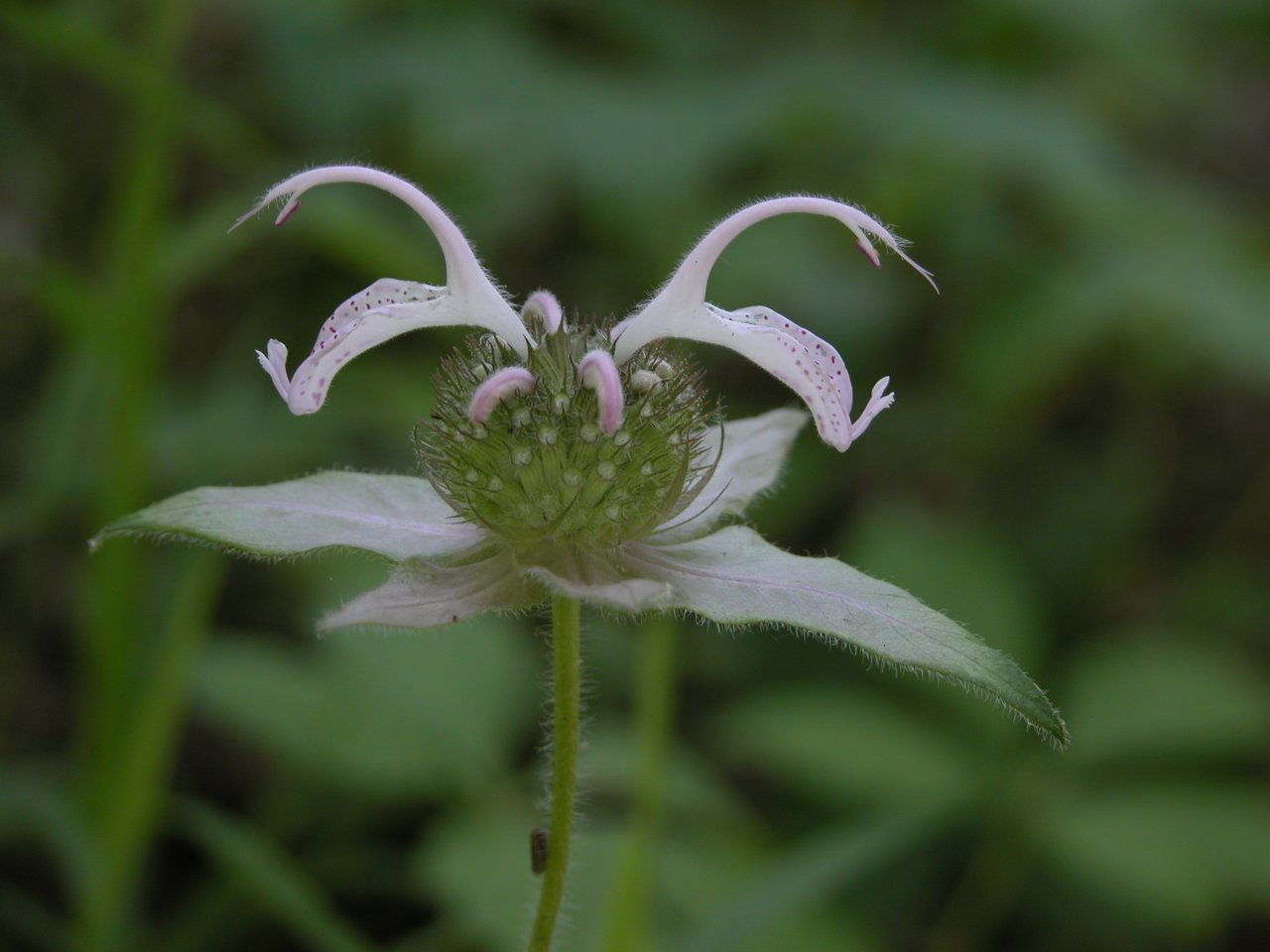 Eastern bee balm