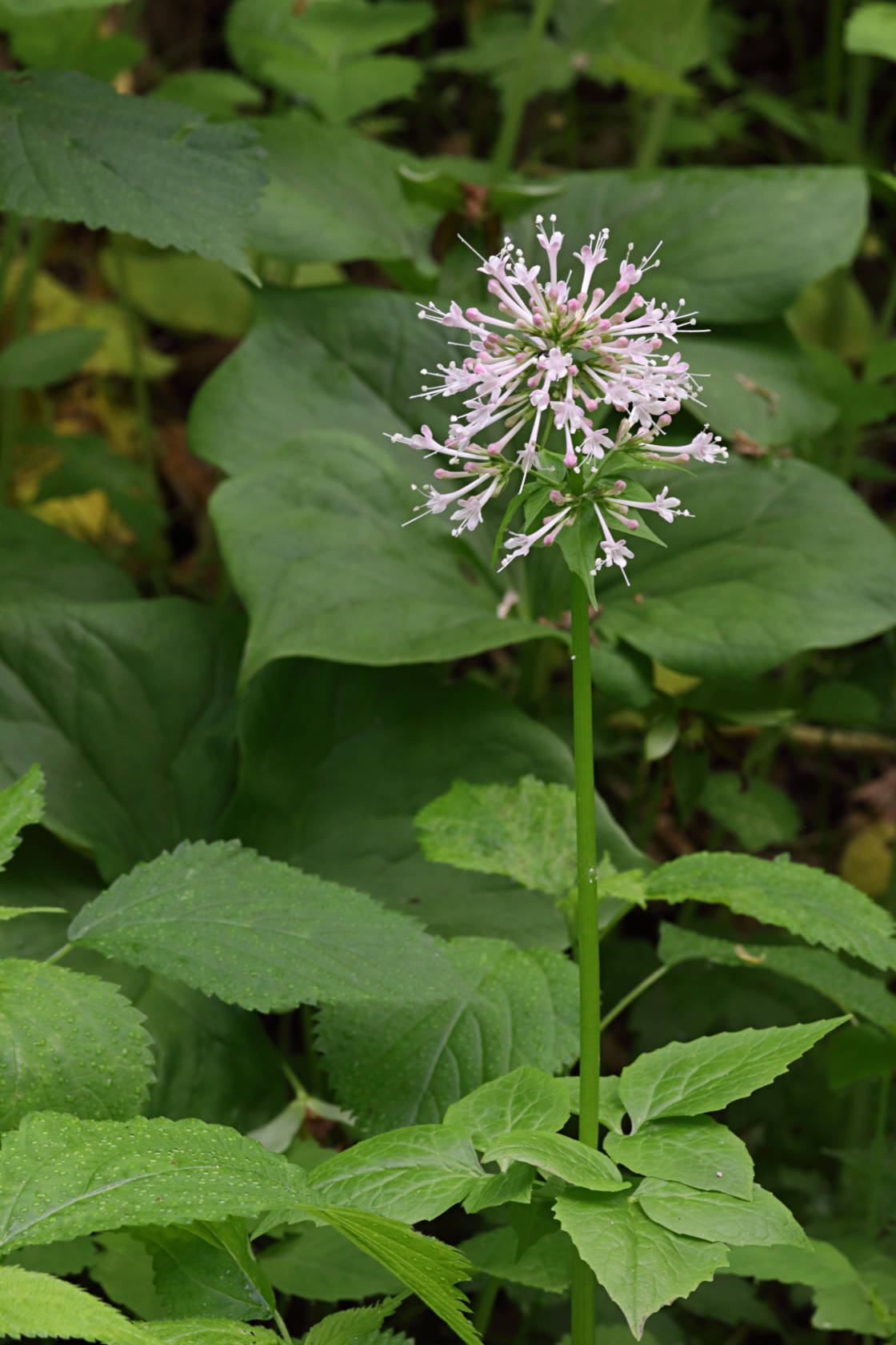 Large-Flowered Valerian