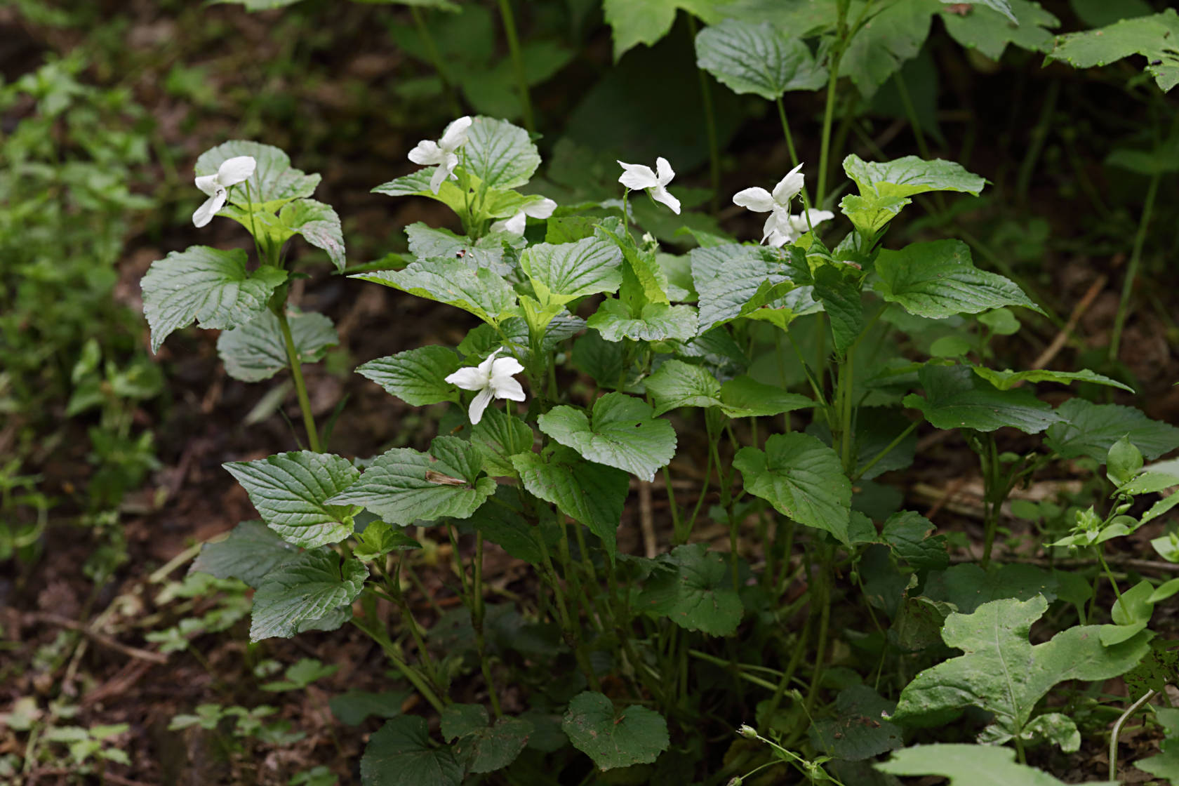 Striped White Violet