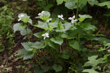 Striped White Violet