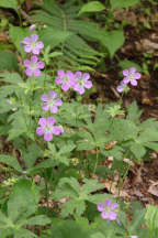 Wild Geranium