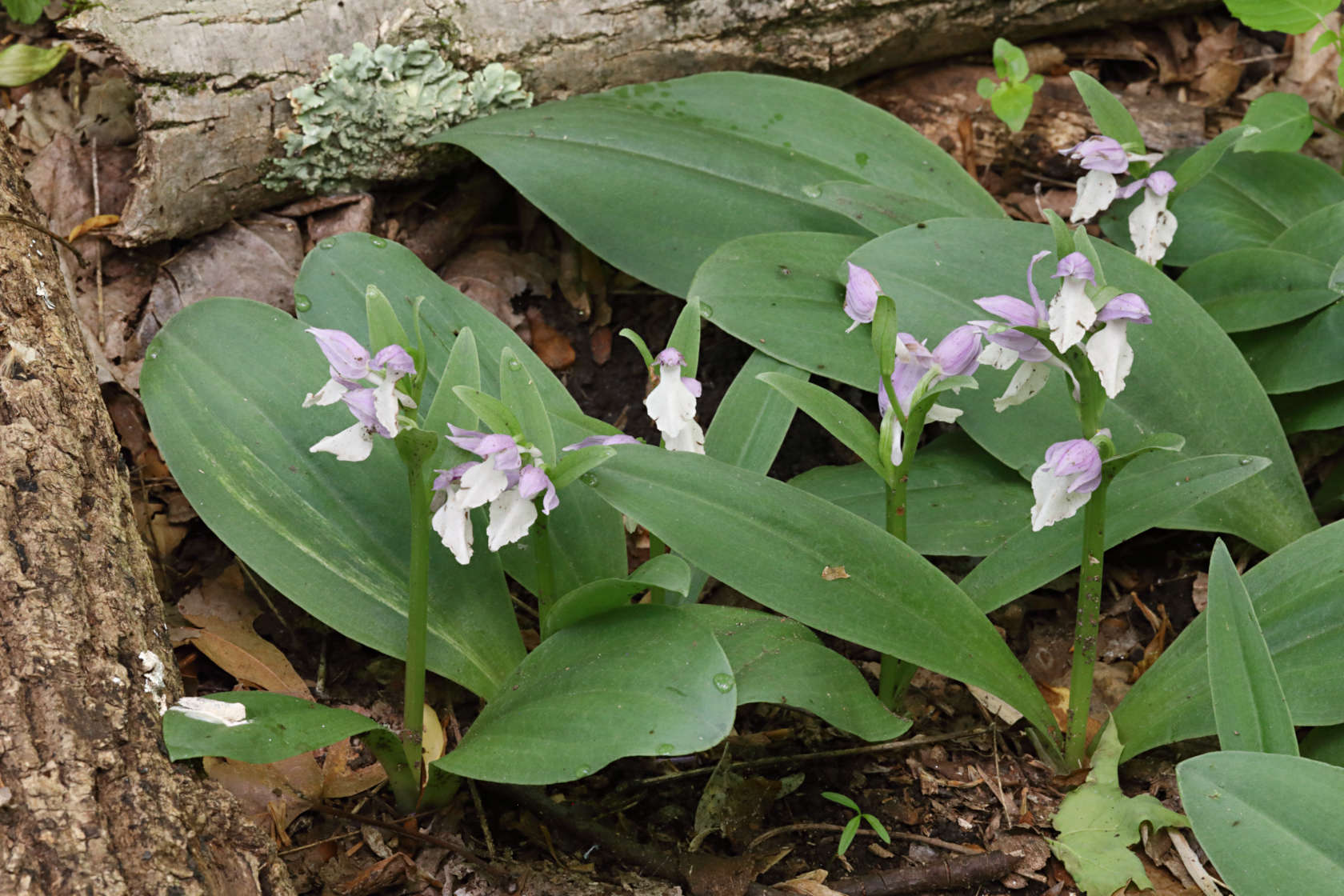 Showy Orchid