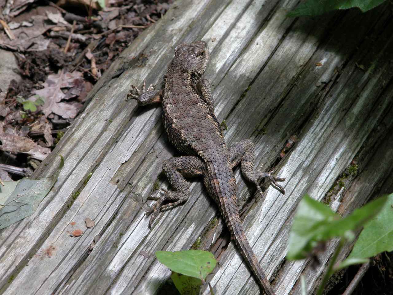 Northern fence lizard