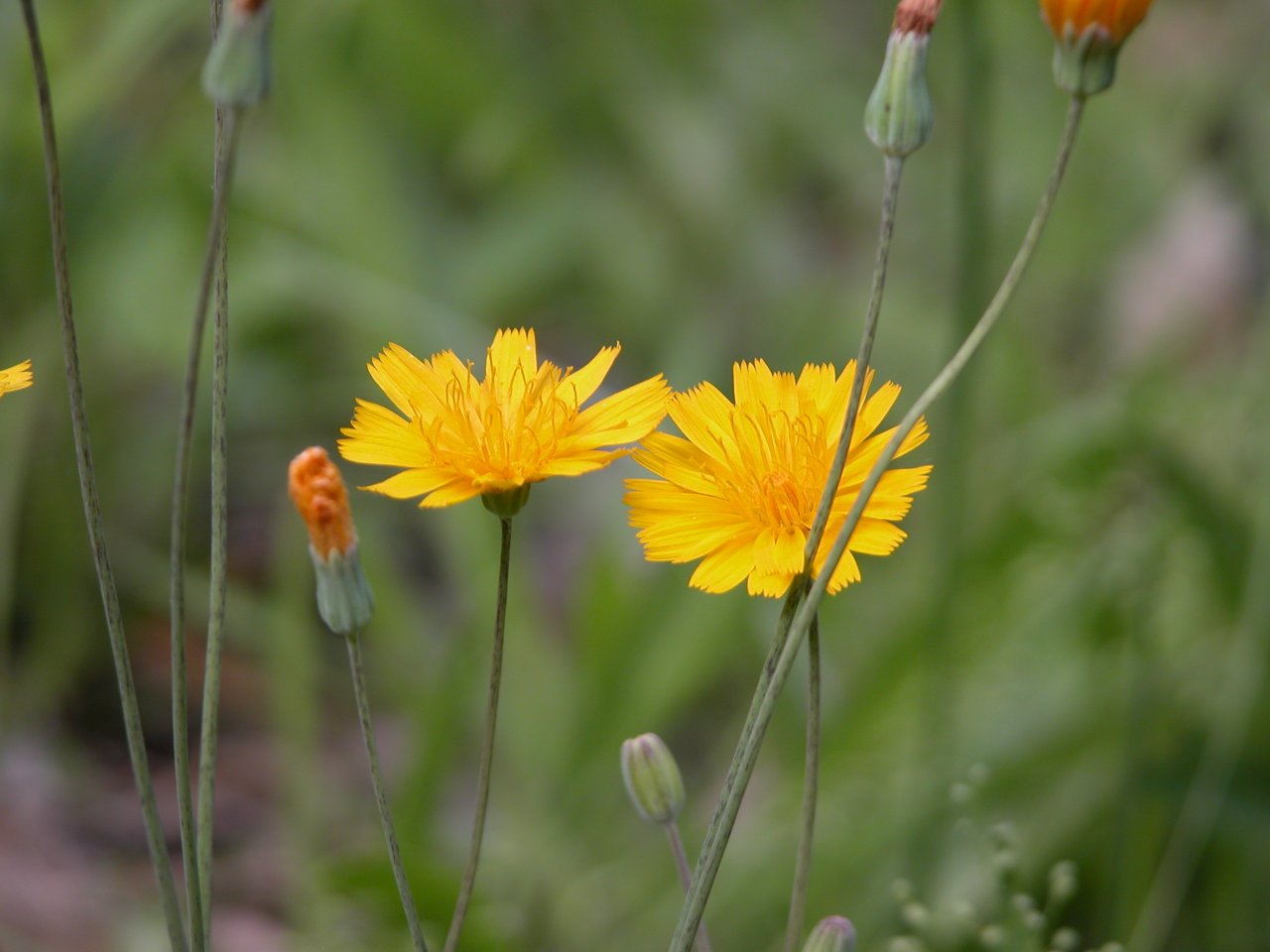 Two-flowered cynthia