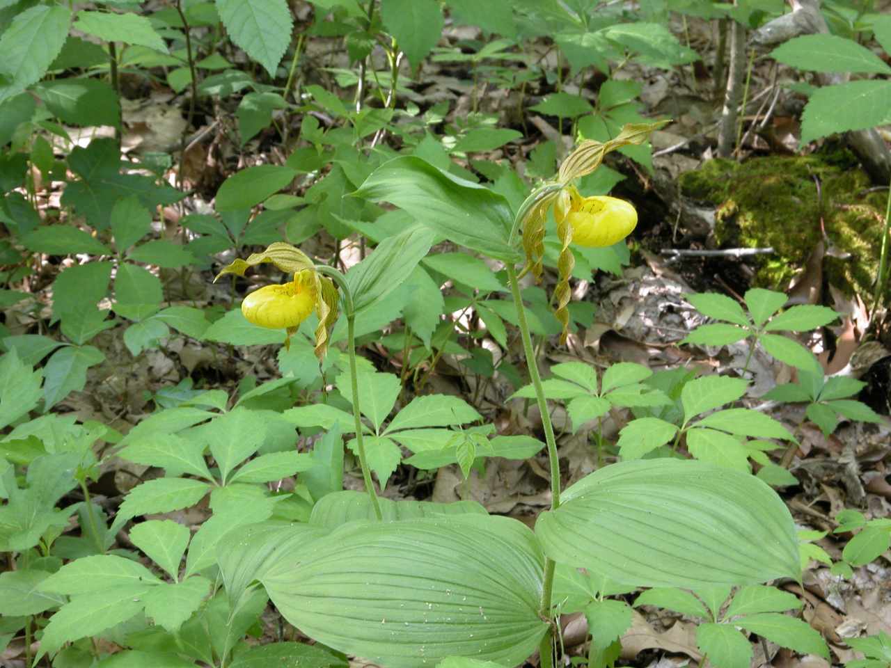 Yellow lady's slipper