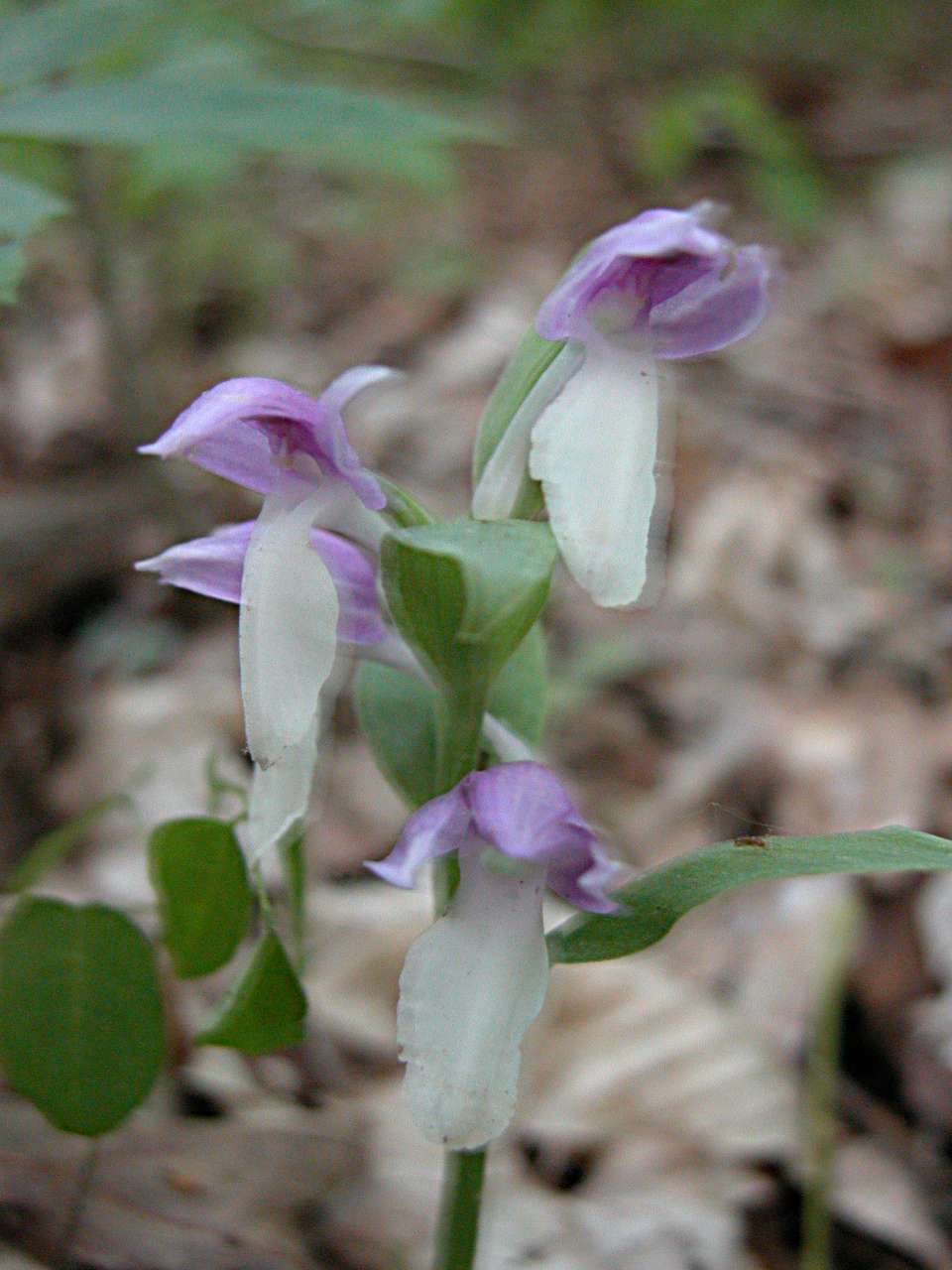 Showy orchis