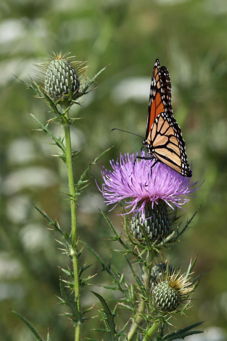 Monarch Butterfly on Field Thistle