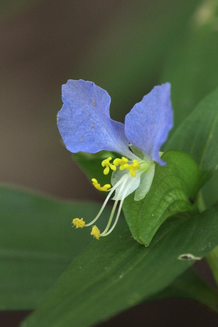 Common Dayflower