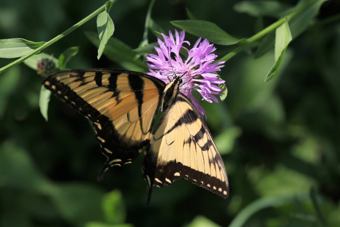 Eastern Tiger Swallowtail on Black Knapweed