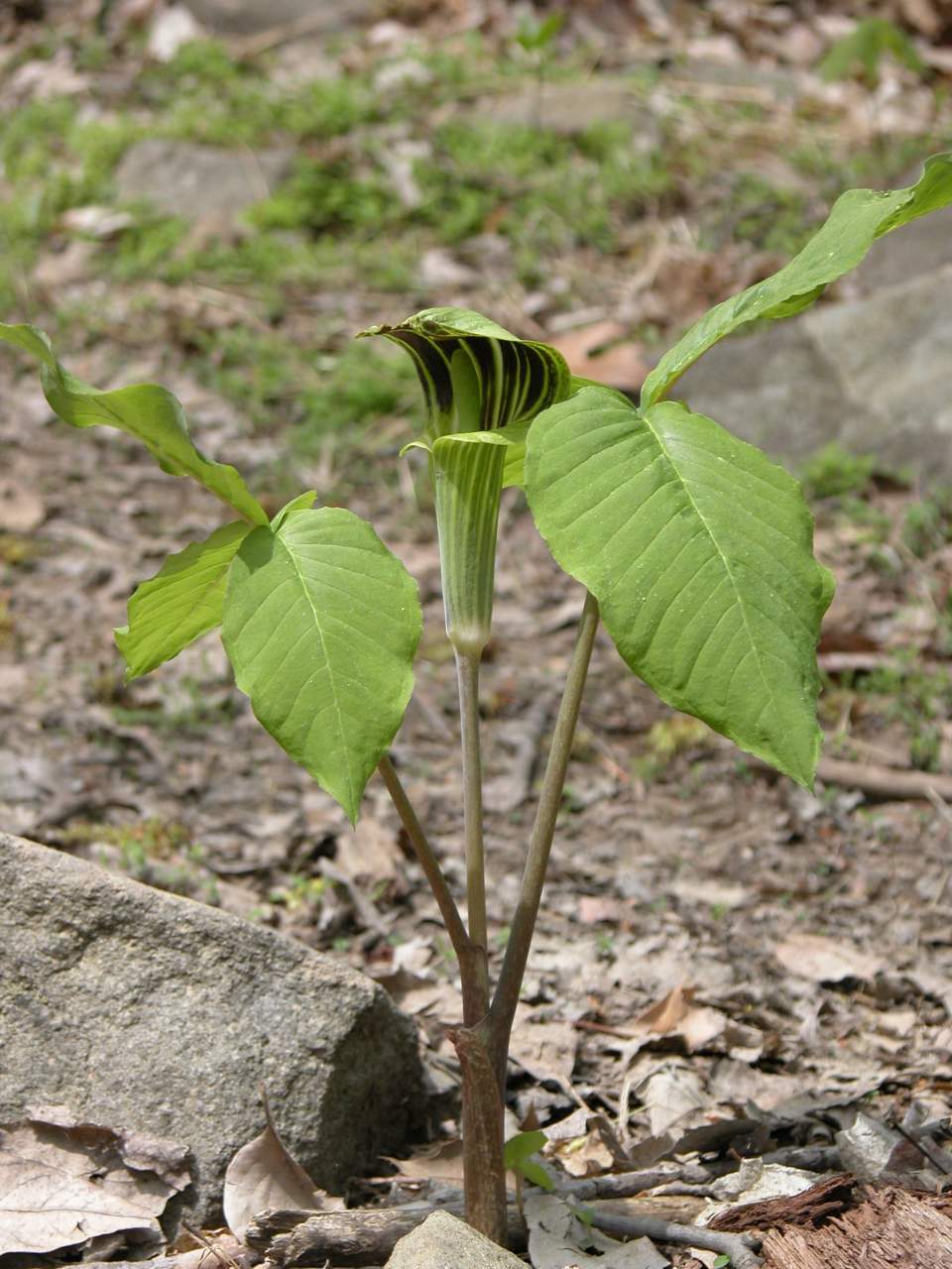 Jack-In-The-Pulpit