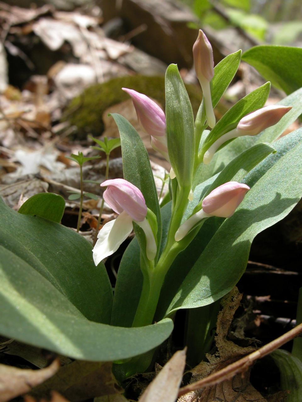 Showy Orchis