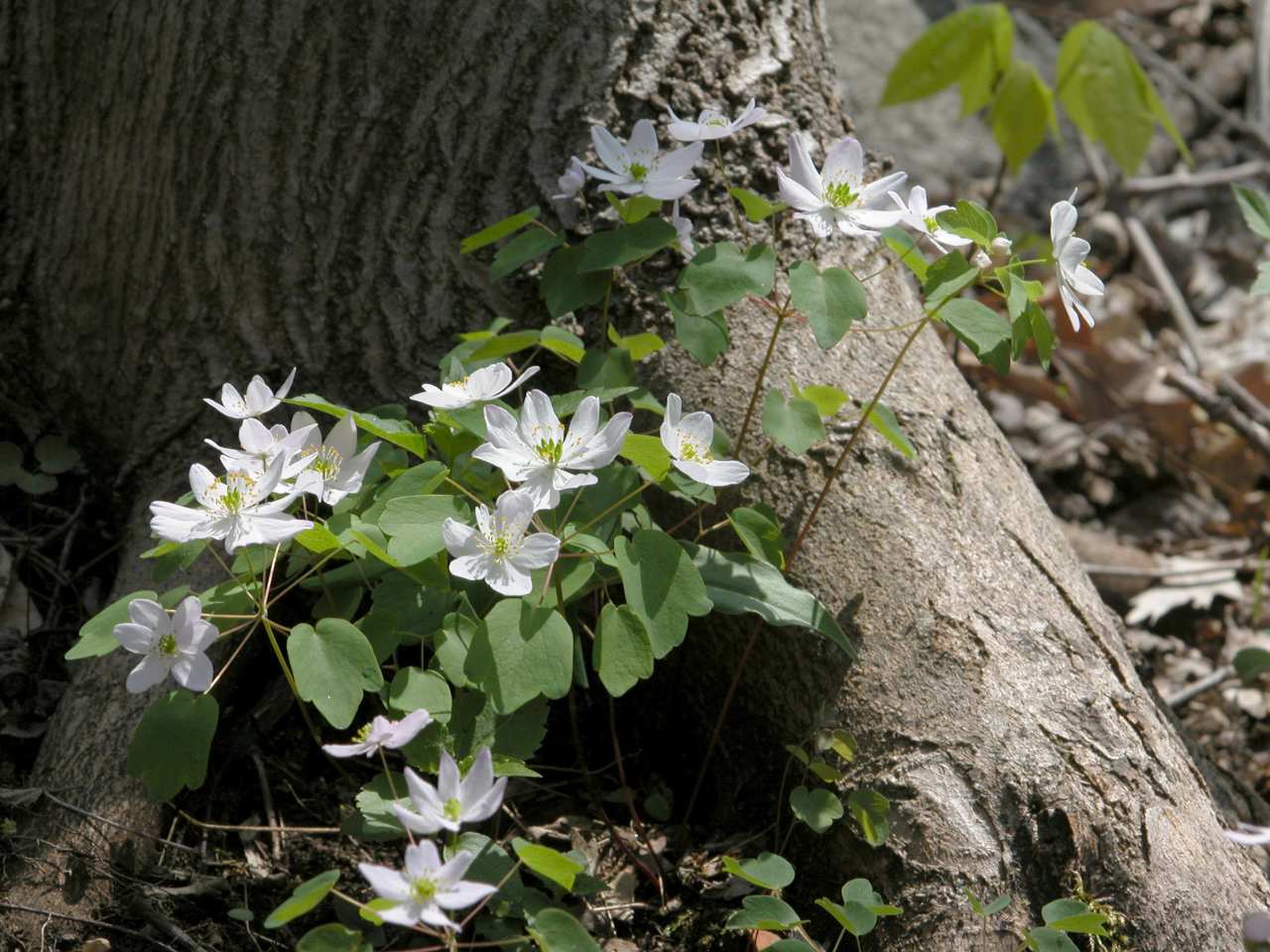 Rue Anemone