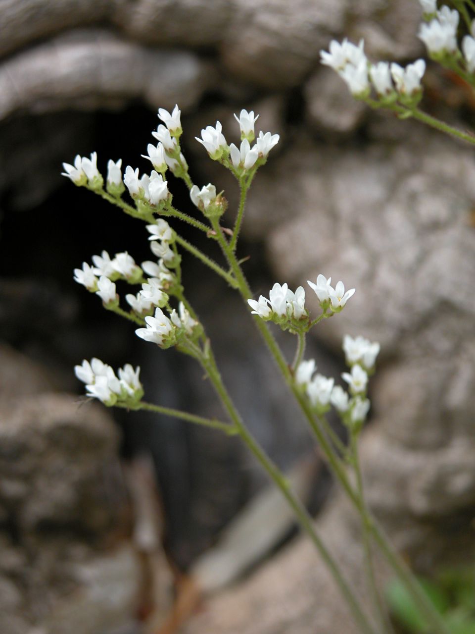 Early Saxifrage