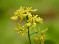 Blue Cohosh