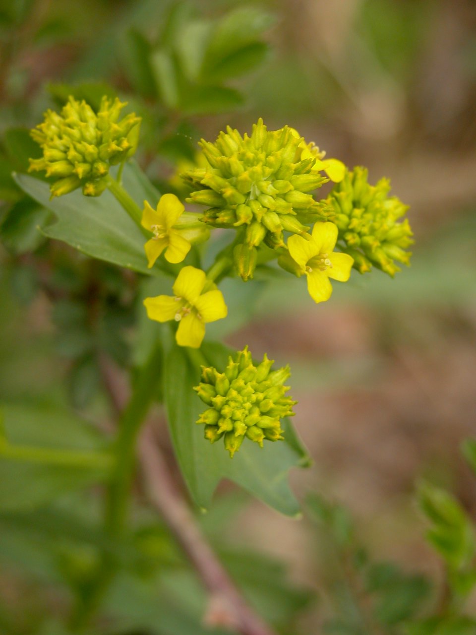 Common Winter Cress