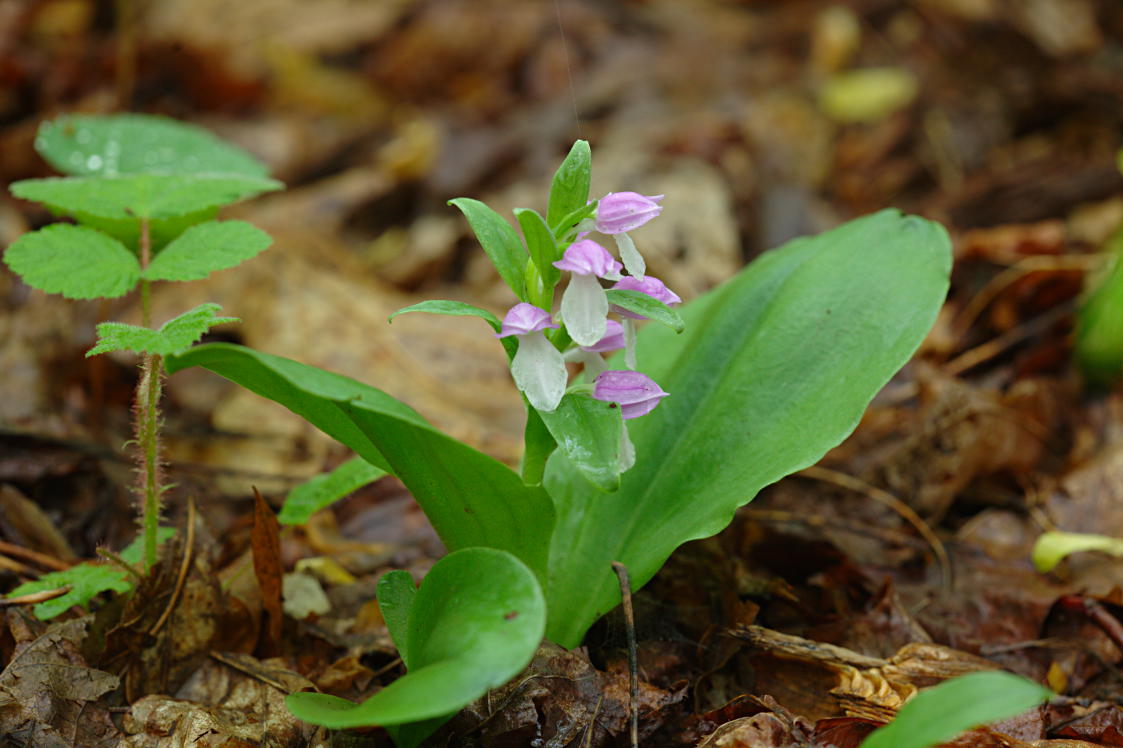 Showy Orchis