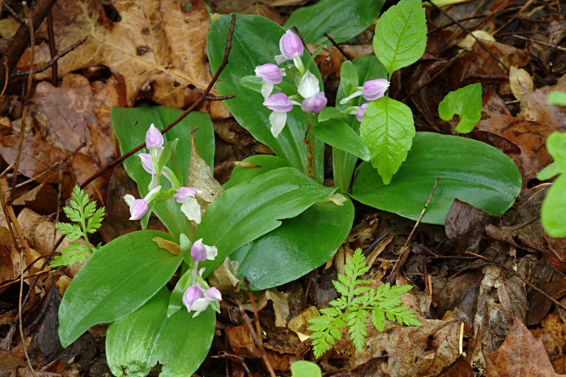 Showy Orchis