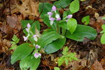 Showy Orchis