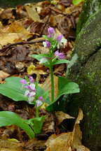 Showy Orchis