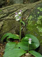 Showy Orchis