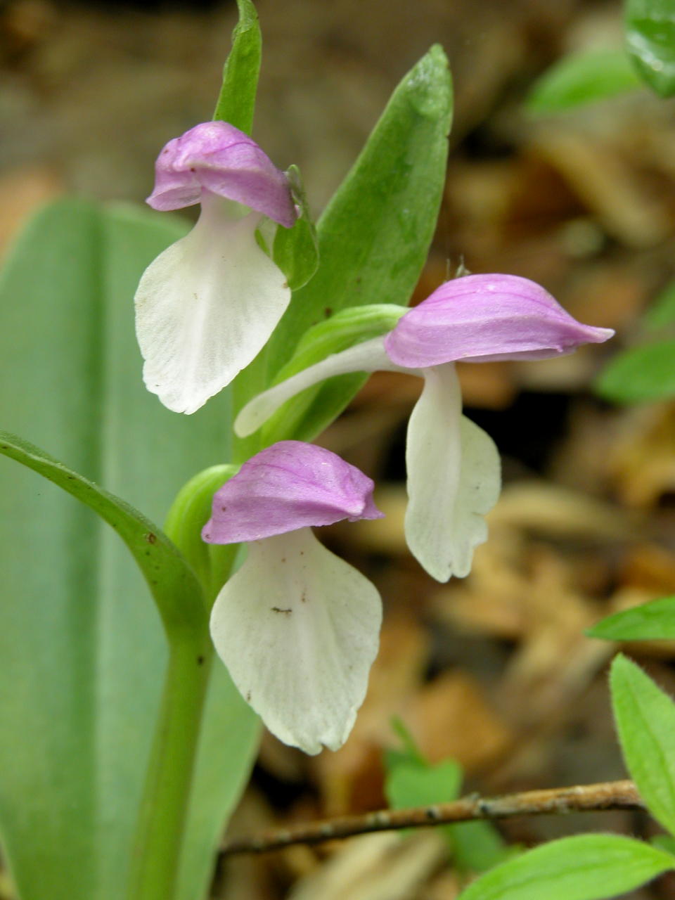 Showy Orchis