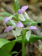 Showy Orchis