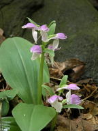 Showy Orchis