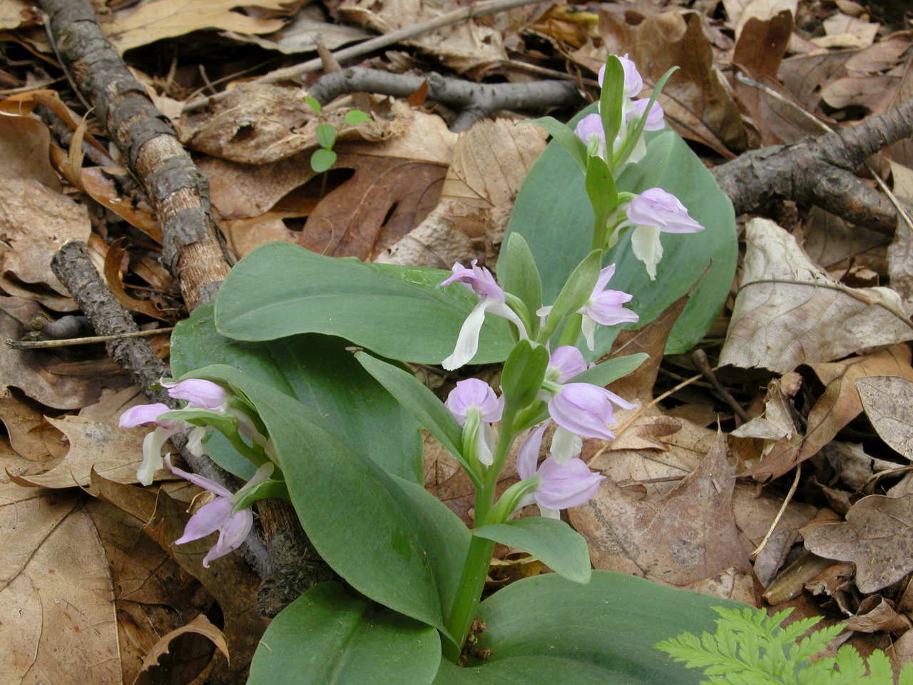 Showy Orchis