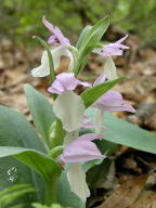 Showy Orchis