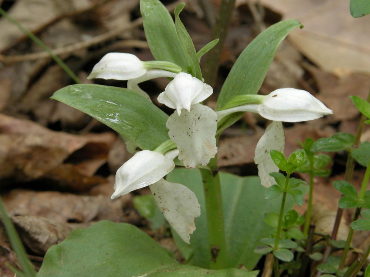 White-Flowered Showy Orchis