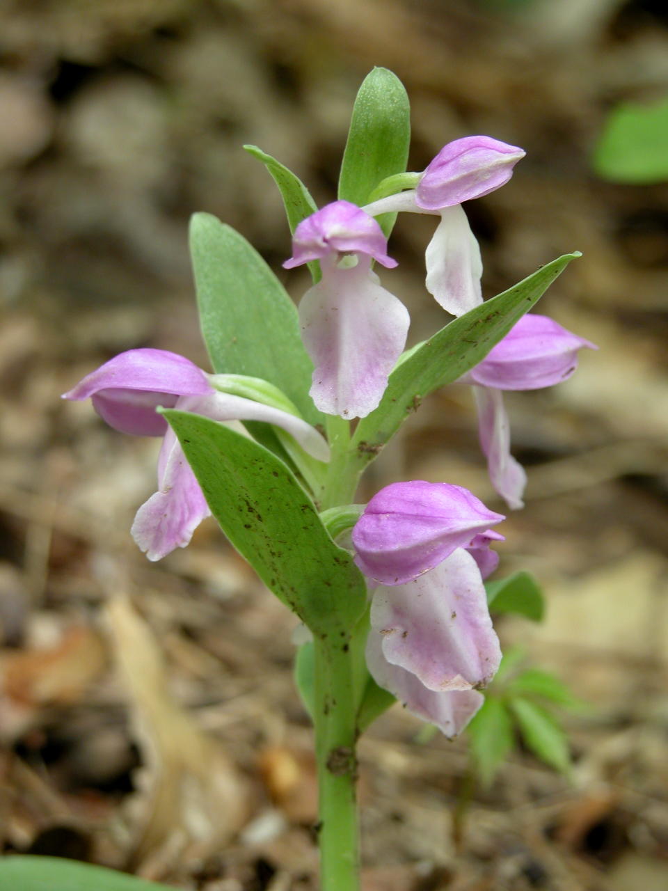 Purple-Flowered Showy Orchis