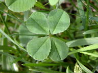 White Clover