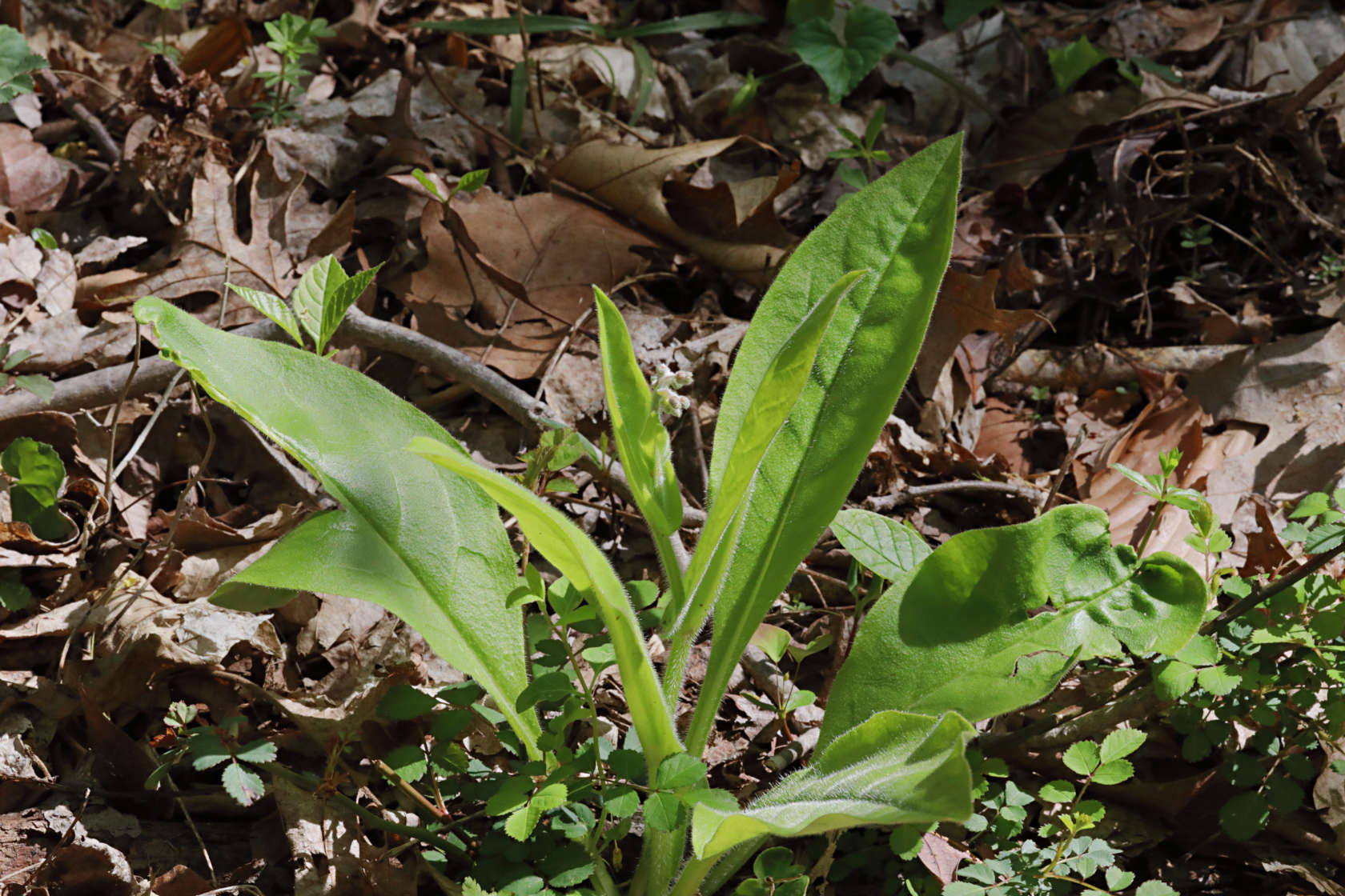 Wild Comfrey