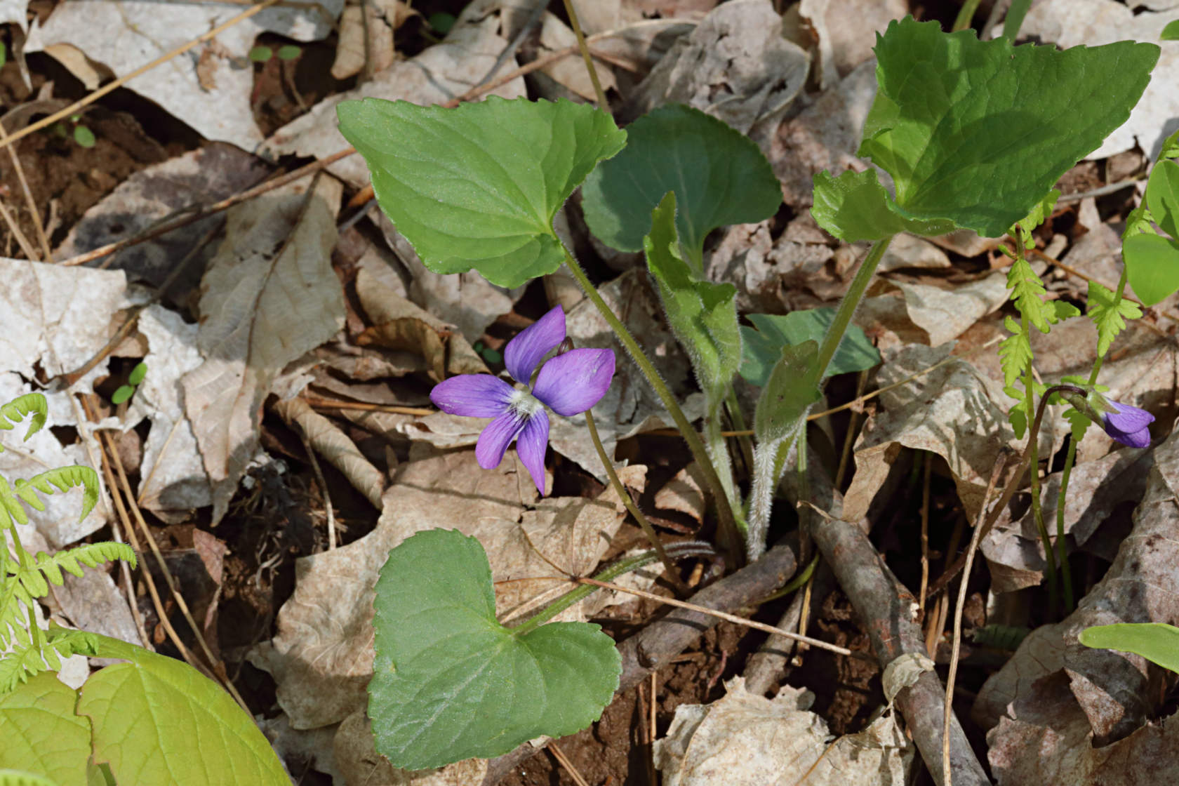 Southern Wooly Violet