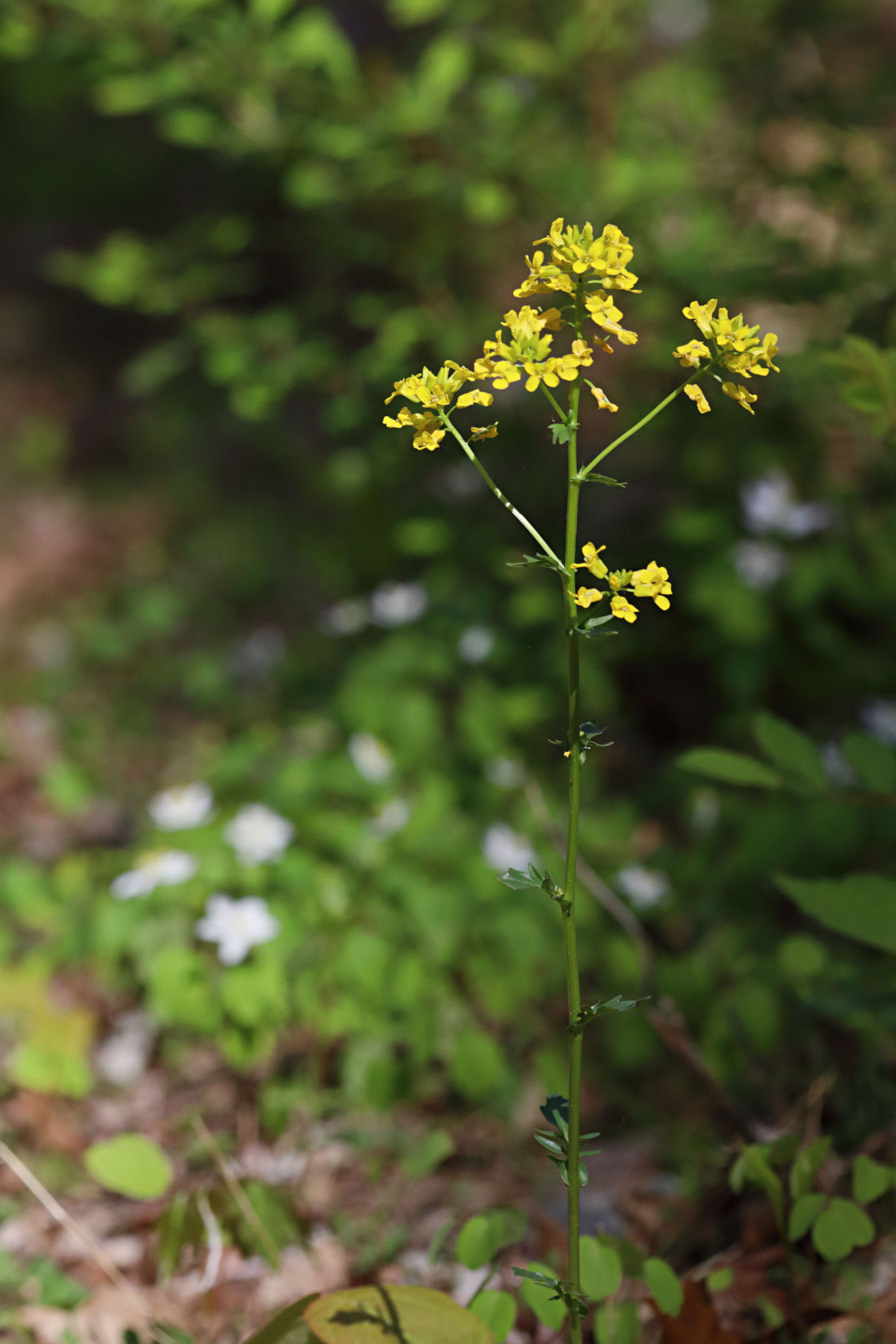 Common Winter Cress