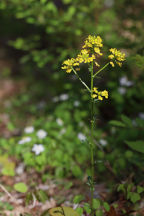 Common Winter Cress