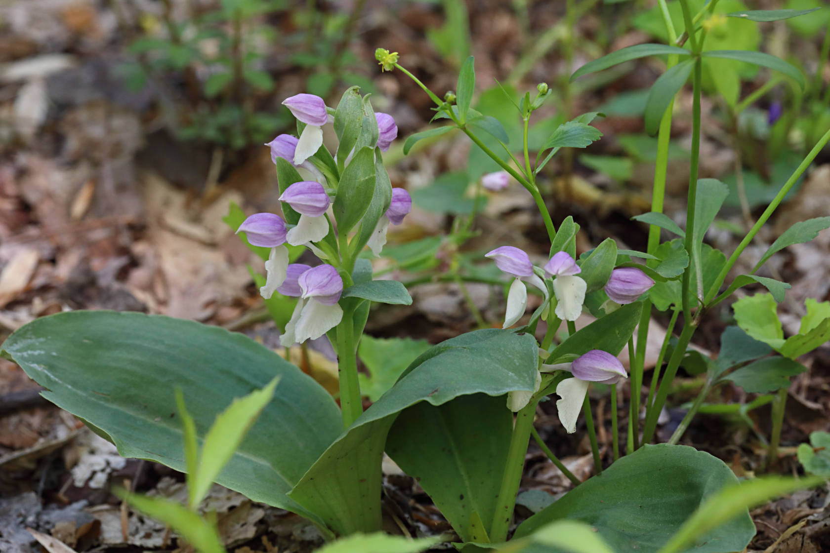 Showy Orchid