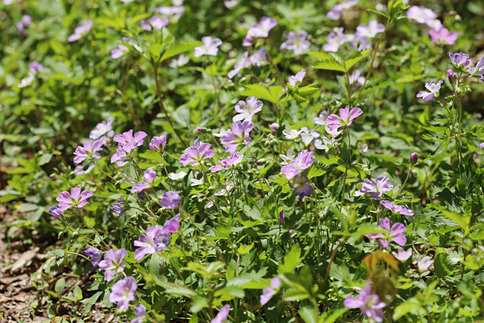 Wild Geranium