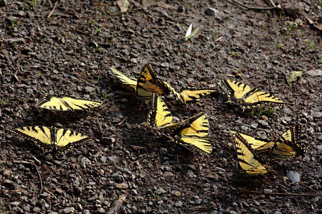 Eastern Tiger Swallowtail