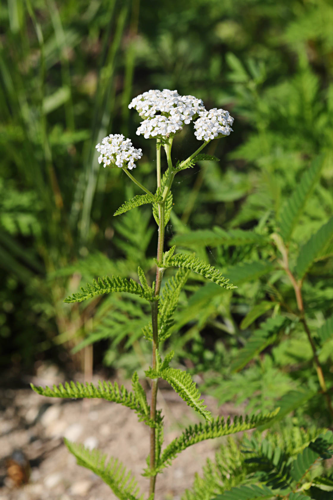 Common Yarrow