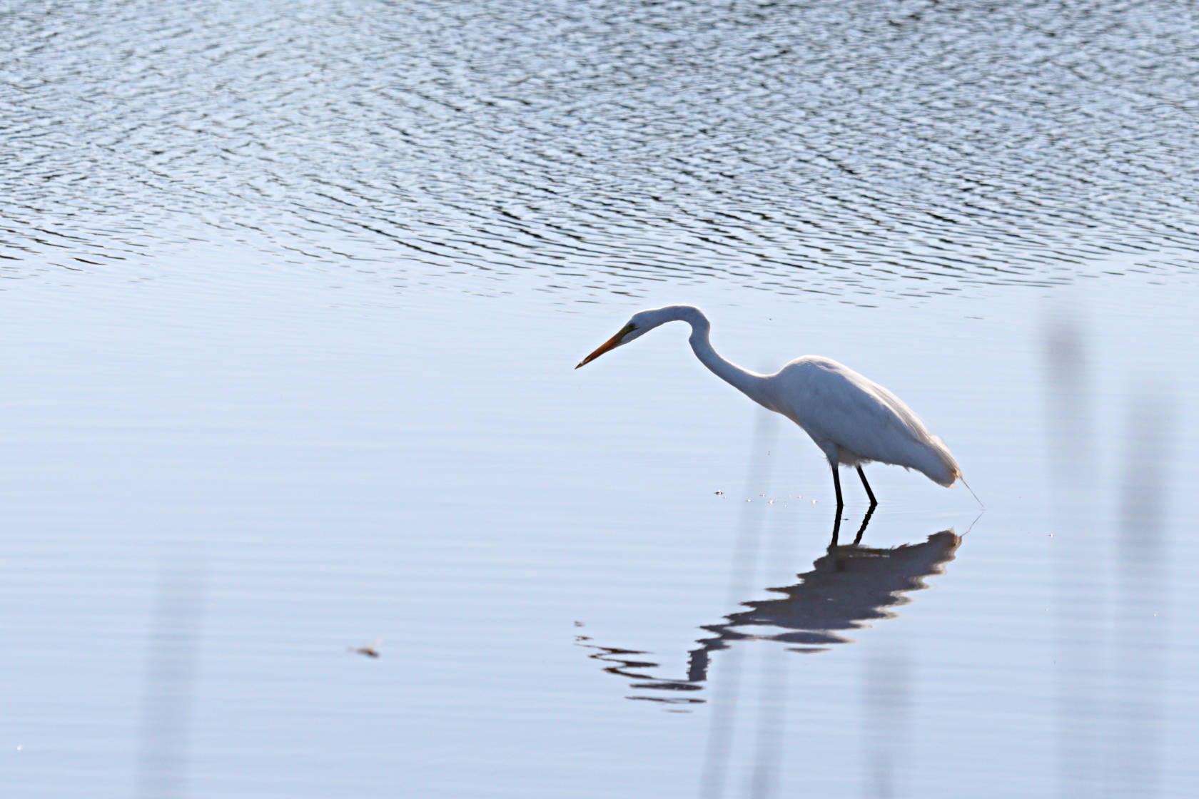 Great Egret